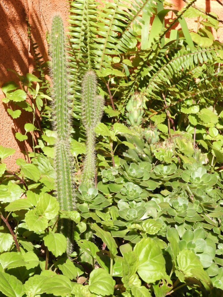 a green plant next to a brick wall