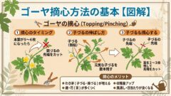 家庭菜園 ゴーヤ